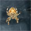 Araneus pallidus
